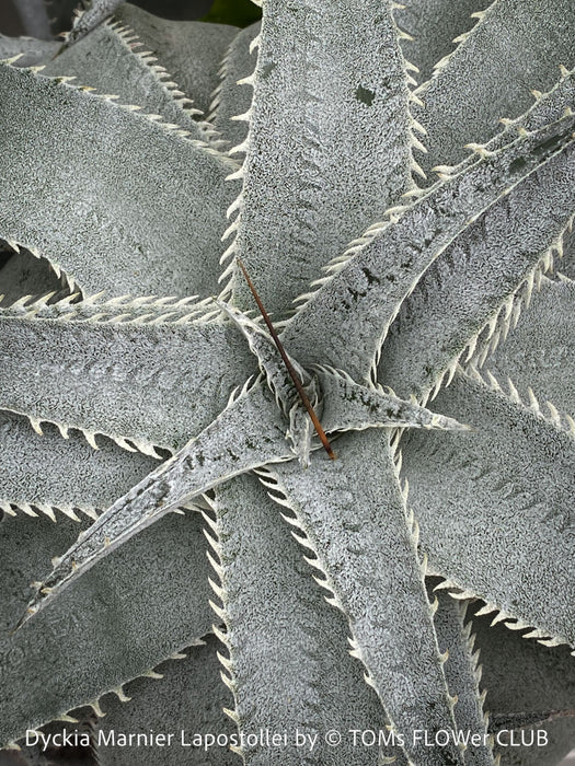Dyckia marnier-lapostollei, organically grown tropical plants for sale at TOMs FLOWer CLUB