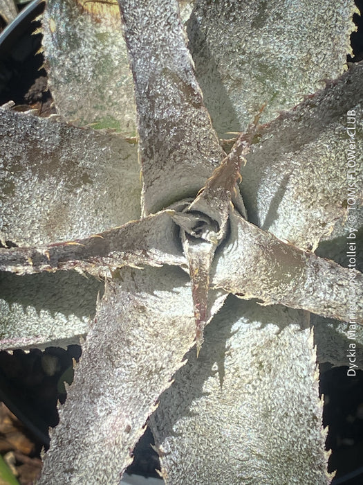 Dyckia marnier-lapostollei, organically grown tropical plants for sale at TOMs FLOWer CLUB