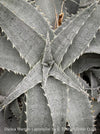 Dyckia marnier-lapostollei, organically grown tropical plants for sale at TOMs FLOWer CLUB