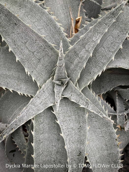 Dyckia marnier-lapostollei, organically grown tropical plants for sale at TOMs FLOWer CLUB