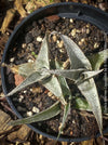 Dyckia marnier-lapostollei, organically grown tropical plants for sale at TOMs FLOWer CLUB