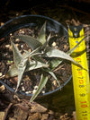 Dyckia marnier-lapostollei, organically grown tropical plants for sale at TOMs FLOWer CLUB