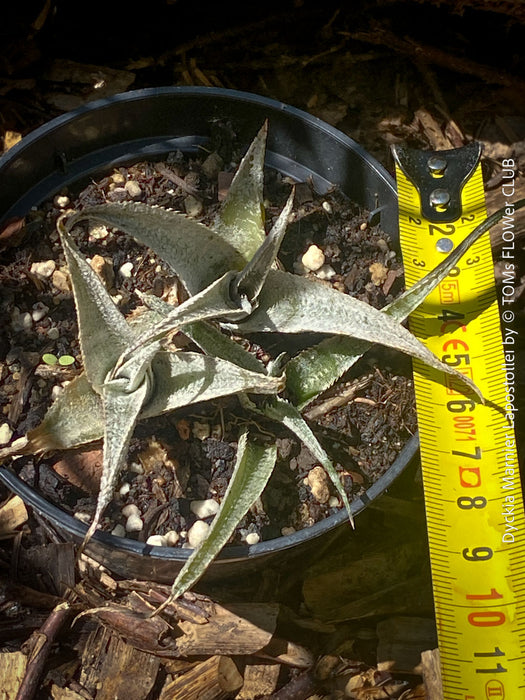Dyckia marnier-lapostollei, organically grown tropical plants for sale at TOMs FLOWer CLUB
