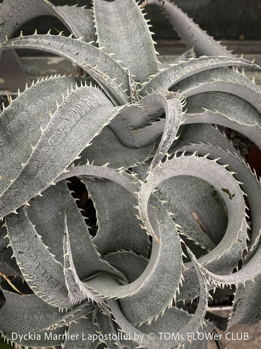 Dyckia marnier-lapostollei, organically grown tropical plants for sale at TOMs FLOWer CLUB