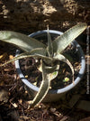 Dyckia marnier-lapostollei, organically grown tropical plants for sale at TOMs FLOWer CLUB