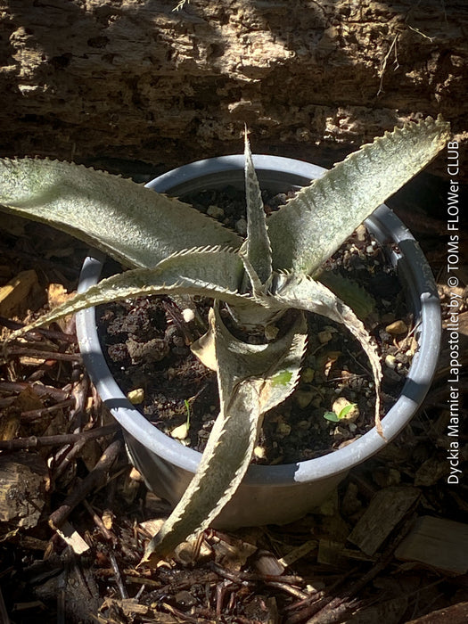 Dyckia marnier-lapostollei, organically grown tropical plants for sale at TOMs FLOWer CLUB