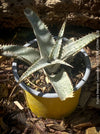 Dyckia marnier-lapostollei, organically grown tropical plants for sale at TOMs FLOWer CLUB