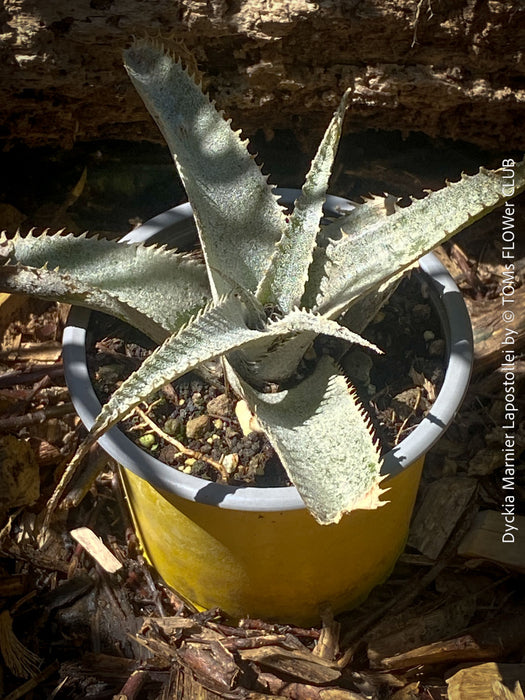 Dyckia marnier-lapostollei, organically grown tropical plants for sale at TOMs FLOWer CLUB