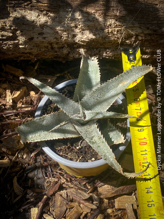 Dyckia marnier-lapostollei, organically grown tropical plants for sale at TOMs FLOWer CLUB