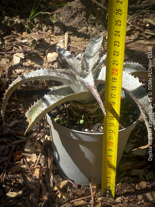 Dyckia marnier-lapostollei, organically grown tropical plants for sale at TOMs FLOWer CLUB