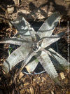 Dyckia marnier-lapostollei, organically grown tropical plants for sale at TOMs FLOWer CLUB