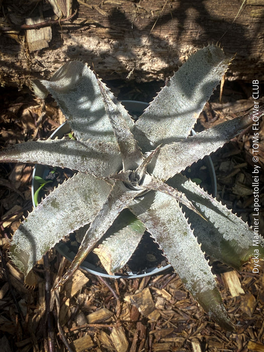 Dyckia marnier-lapostollei, organically grown tropical plants for sale at TOMs FLOWer CLUB