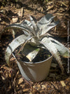 Dyckia marnier-lapostollei, organically grown tropical plants for sale at TOMs FLOWer CLUB