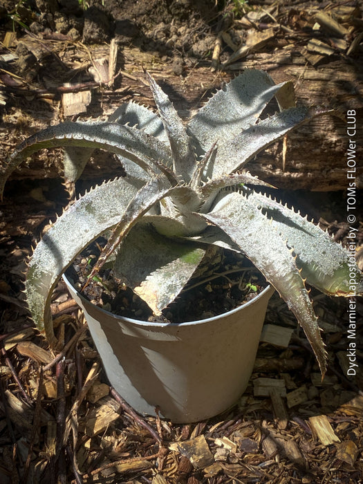 Dyckia marnier-lapostollei, organically grown tropical plants for sale at TOMs FLOWer CLUB