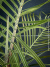 Leaf detail of Dypsis Decaryi - Triangle Palm, organically grown tropical plants for sale at TOMs FLOWer CLUB.