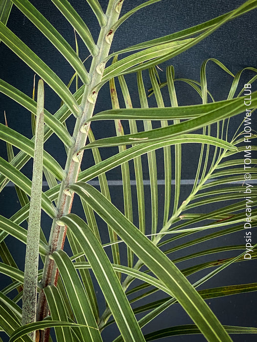 Leaf detail of Dypsis Decaryi - Triangle Palm, organically grown tropical plants for sale at TOMs FLOWer CLUB.