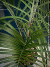 Dypsis Decaryi - Triangle Palm, organically grown tropical plants for sale at TOMs FLOWer CLUB.