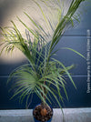 Dypsis Decaryi - Triangle Palm, organically grown tropical plants for sale at TOMs FLOWer CLUB.