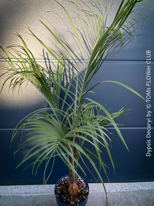 Dypsis Decaryi - Triangle Palm, organically grown tropical plants for sale at TOMs FLOWer CLUB.