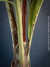 Dypsis Decaryi - Triangle Palm, organically grown tropical plants for sale at TOMs FLOWer CLUB.