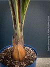 Dypsis Decaryi - Triangle Palm, organically grown tropical plants for sale at TOMs FLOWer CLUB.
