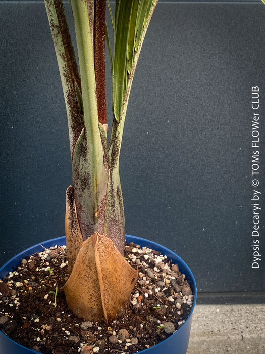 Dypsis Decaryi - Triangle Palm, organically grown tropical plants for sale at TOMs FLOWer CLUB.