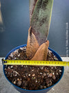 Dypsis Decaryi - Triangle Palm, organically grown tropical plants for sale at TOMs FLOWer CLUB.