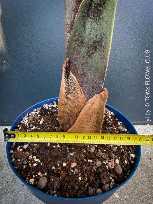 Dypsis Decaryi - Triangle Palm, organically grown tropical plants for sale at TOMs FLOWer CLUB.