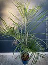 Dypsis Decaryi - Triangle Palm, organically grown tropical plants for sale at TOMs FLOWer CLUB.