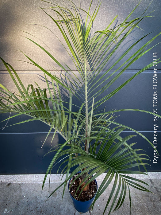 Dypsis Decaryi - Triangle Palm, organically grown tropical plants for sale at TOMs FLOWer CLUB.