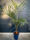 Dypsis Decaryi - Triangle Palm, organically grown tropical plants for sale at TOMs FLOWer CLUB.