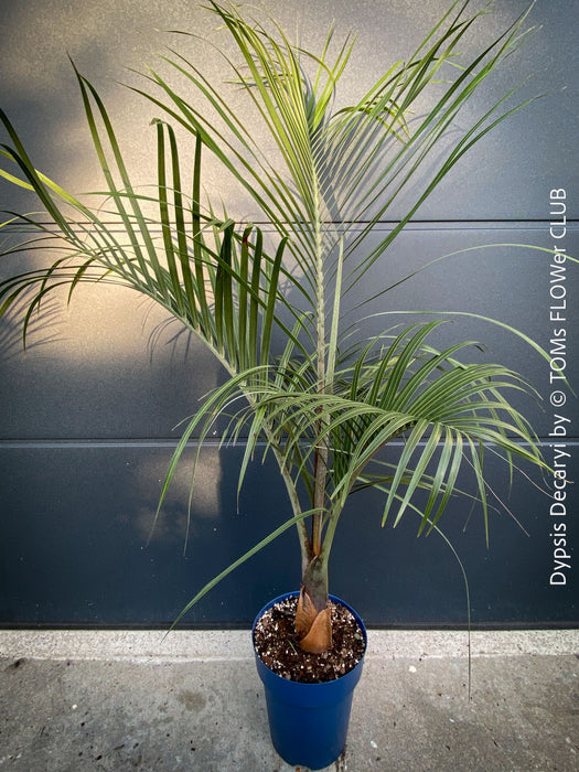Dypsis Decaryi - Triangle Palm, organically grown tropical plants for sale at TOMs FLOWer CLUB.