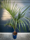 Dypsis Decaryi - Triangle Palm, organically grown tropical plants for sale at TOMs FLOWer CLUB.