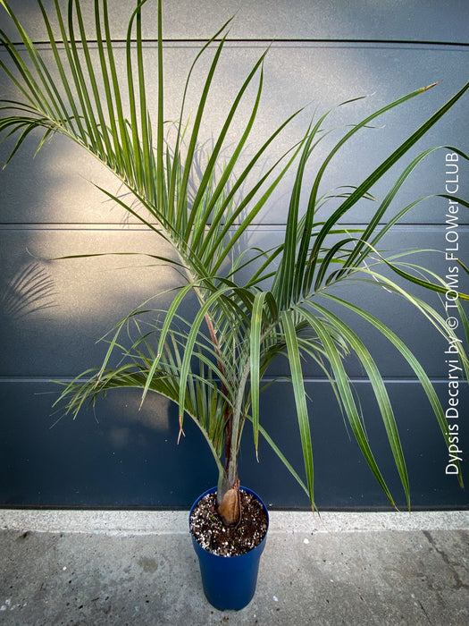 Dypsis Decaryi - Triangle Palm, organically grown tropical plants for sale at TOMs FLOWer CLUB.