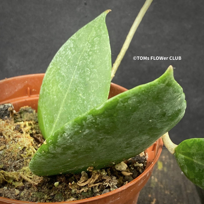 Hoya dolichosparte pink, organically grown tropical hoya plants for sale at TOMsFLOWer CLUB.