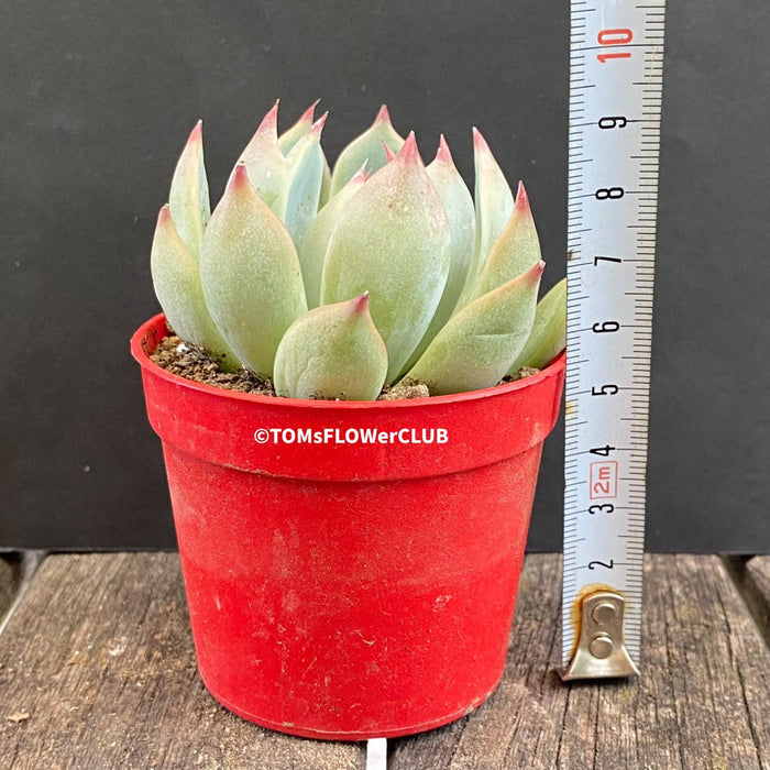 Echeveria Chihuahuaensis