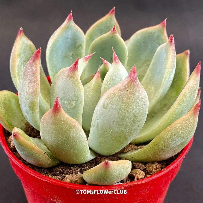 Echeveria Chihuahuaensis