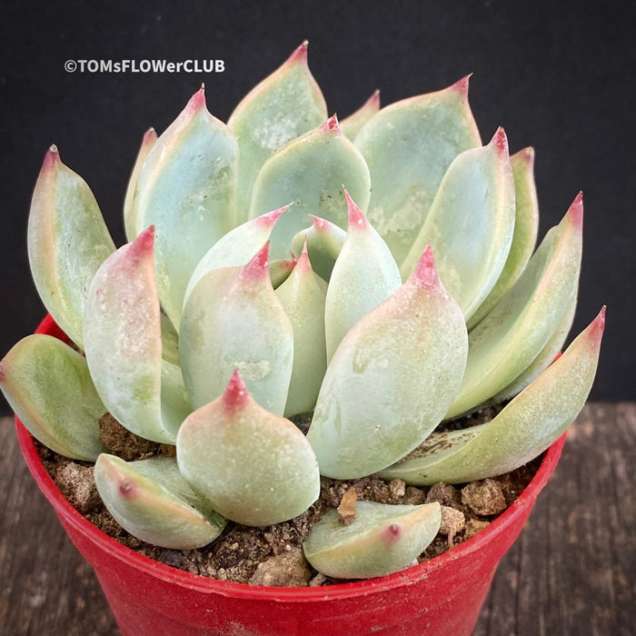 Echeveria Chihuahuaensis