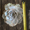 Echeveria Lilacina, sun loving succulent plants for sale by TOMs FLOWer CLUB.