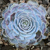 Echeveria Lilacina, sun loving succulent plants for sale by TOMs FLOWer CLUB.