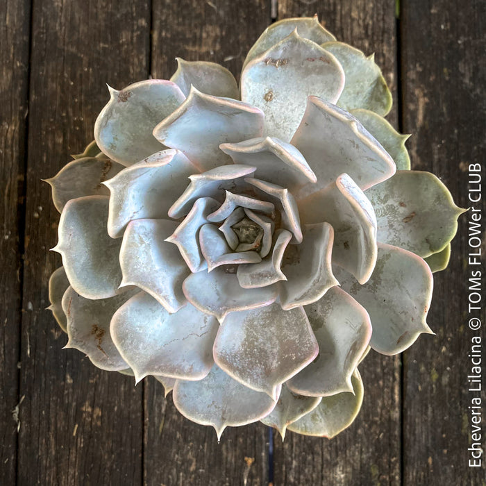 Echeveria Lilacina, sun loving succulent plants for sale by TOMs FLOWer CLUB.