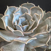 Echeveria Lilacina, sun loving succulent plants for sale by TOMs FLOWer CLUB.