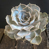 Echeveria Lilacina, sun loving succulent plants for sale by TOMs FLOWer CLUB.