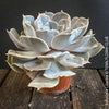 Echeveria Lilacina, sun loving succulent plants for sale by TOMs FLOWer CLUB.