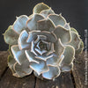 Echeveria Lilacina, sun loving succulent plants for sale by TOMs FLOWer CLUB.