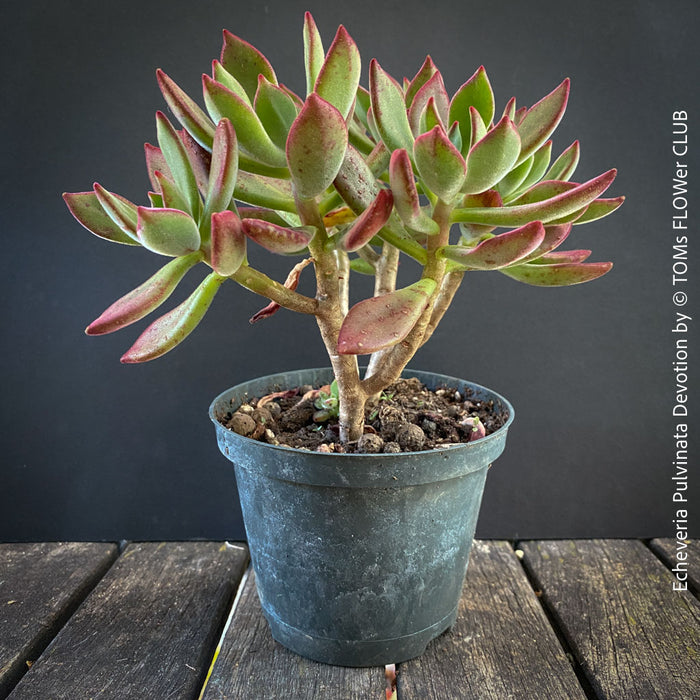 Echeveria Pulvinata Devotion - sun loving, green burgundy succulent for sale at TOMs FLOWer CLUB