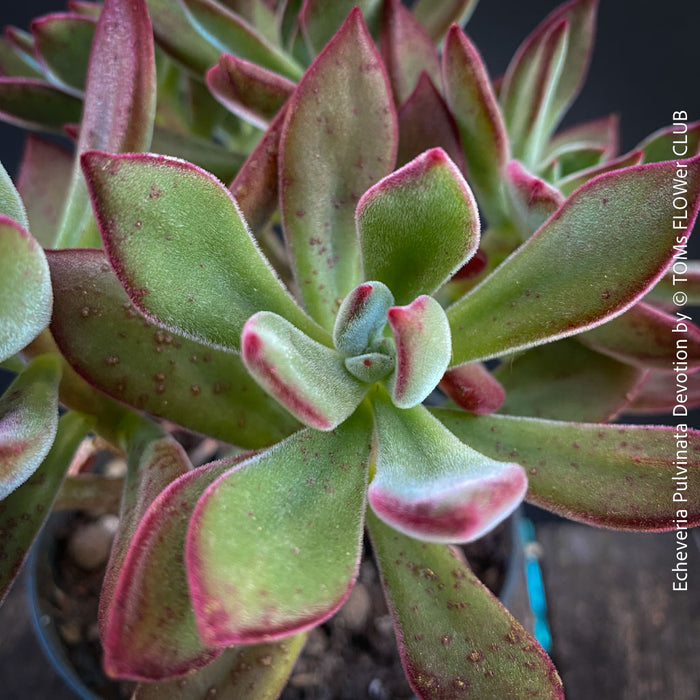 Echeveria Pulvinata Devotion - sun loving, green burgundy succulent for sale at TOMs FLOWer CLUB