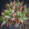 Echeveria Pulvinata Devotion - sun loving, green burgundy succulent for sale at TOMs FLOWer CLUB