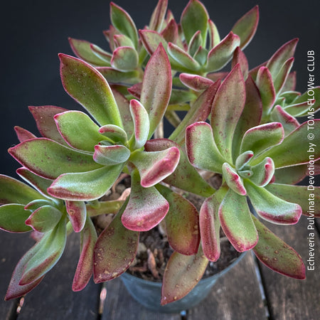Echeveria Pulvinata Devotion - sun loving, green burgundy succulent for sale at TOMs FLOWer CLUB