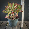 Echeveria Pulvinata Devotion - sun loving, green burgundy succulent for sale at TOMs FLOWer CLUB